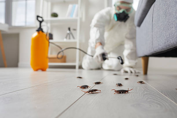 Affordable Termite Control solutions in St. Maries, ID